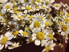 -双季花艺园艺市场(浦东店)