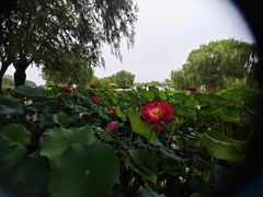 -白洋淀风景区