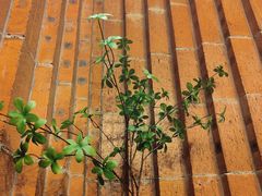 -Osteria Garden 生蚝花园餐厅(原进贤路店)