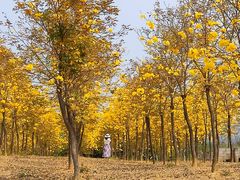 -天适樱花悠乐园