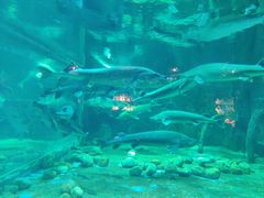 -华夏文旅海洋公园