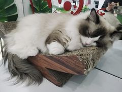 -COLOR PETS 撸猫馆·购猫·猫咖(长风大悦城店)
