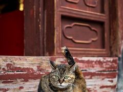 -龙华寺