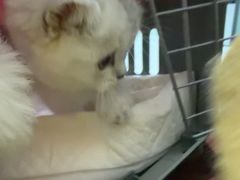 -嘉馨宠物医院·CT影像转诊·心脏科·犬猫全科诊疗中心(下沙大学城院区)
