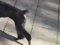 -天宠宠物医院24小时·急重症诊疗中心·全科·腔镜特色(和平分院)