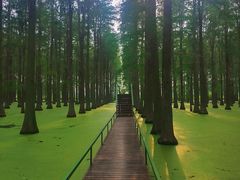 -渌洋湖湿地公园