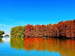 -上海海湾国家森林公园