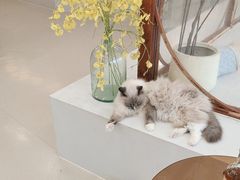 -共舞时光猫咖·狗咖(新街口店)