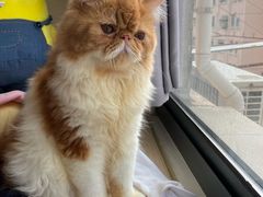 -飞行喵MR PILOT|猫舍·猫咖(静安大融城店)