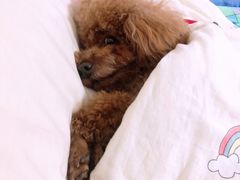 -纳吉亚猫专科动物医院·北北分院
