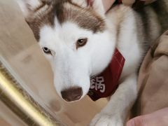-Husky Go! 哈士奇体验馆·宠物咖啡厅狗咖