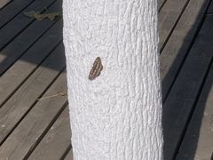 -合肥滨湖国家森林公园