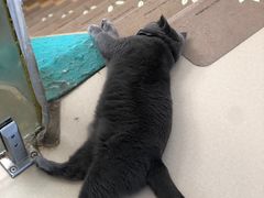 -猫在这儿猫咪咖啡馆·撸猫馆