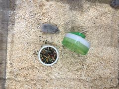 -酷以爬仙阁实体爬宠店·守宫·蜥蜴·专业繁育