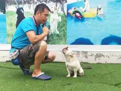 -宠物寄养训练学校
