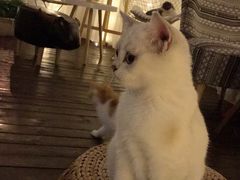 -喵zoo家庭繁育猫舍(尖东智能花园店)