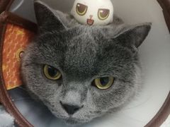 -芭比堂宠物医院·全科爱猫医院·仁德分院