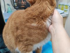 -芭比堂动物医院·CT·微创中心(新顺分院)