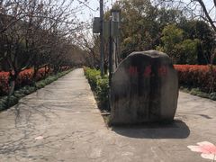 -高东镇樱花园