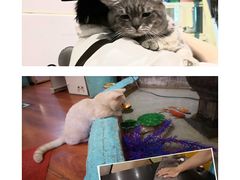 -猫小院猫主题咖啡厅(北锣店)