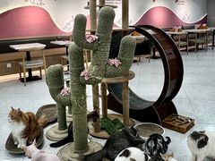 -喵园·猫主题咖啡厅·撸猫·猫咖(国贸店)