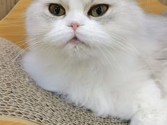 -COLOR PETS 撸猫馆·购猫·猫咖(长风大悦城店)