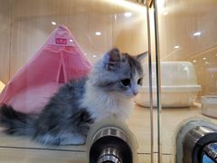 -momokira米努特·德文卷毛猫·棉花面纱犬