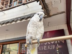 -大胡同天津菜·海肠捞饭·津门皮皮虾锅贴一绝(西姜井店)