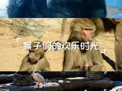 -石家庄市动物园