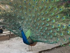 -瑞丽独树成林风景区