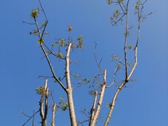 -春花秋色城市公园