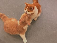 -飞行喵MR PILOT|猫舍·猫咖(静安大融城店)