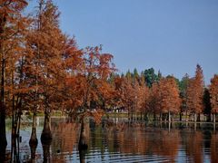 -白鹭湾湿地公园