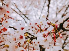 -高东镇樱花园