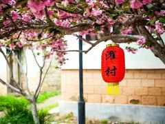 -莱阳濯村樱花园