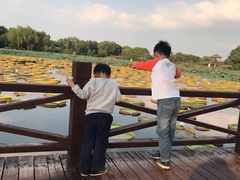 -荷塘月色湿地公园·向阳花洲