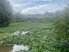 -中国科学院西双版纳热带植物园