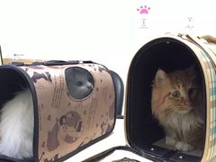 -美联众合动物医院·24h京西诊疗中心