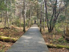 -五营红松林海景区