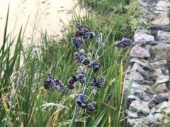 -昆山城市生态森林公园