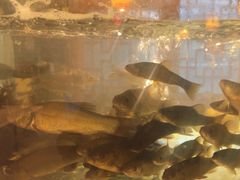 -三道苗苗鱼·美蛙黄辣丁(八里店)