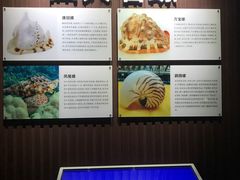 -贝壳王国博物馆
