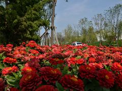 -武清南湖绿博园