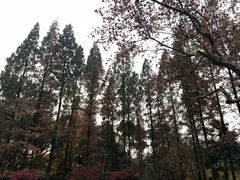 -徐家汇源景区-衡山公园