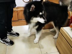-宠福鑫康馨动物医院·骨科·眼科