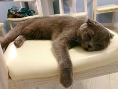 -喵的天空名猫咖啡馆·撸猫·猫舍·用品