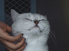 -喵屿·大理花园猫咖