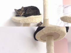 -浣熊柯尔鸭土拨鼠·电玩咖