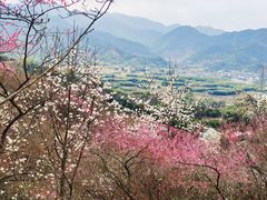 -新建村梅花
