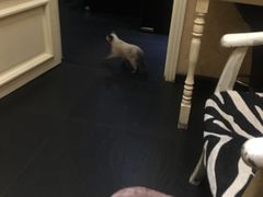 -吱咖啡西式简餐